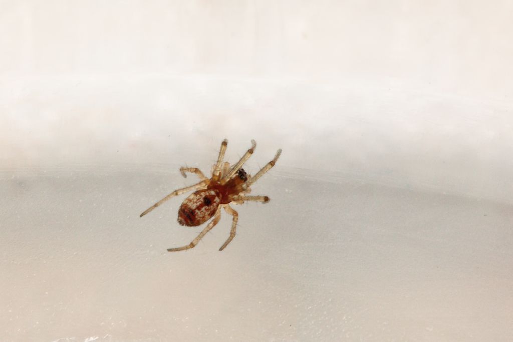 Theridiidae - Malta